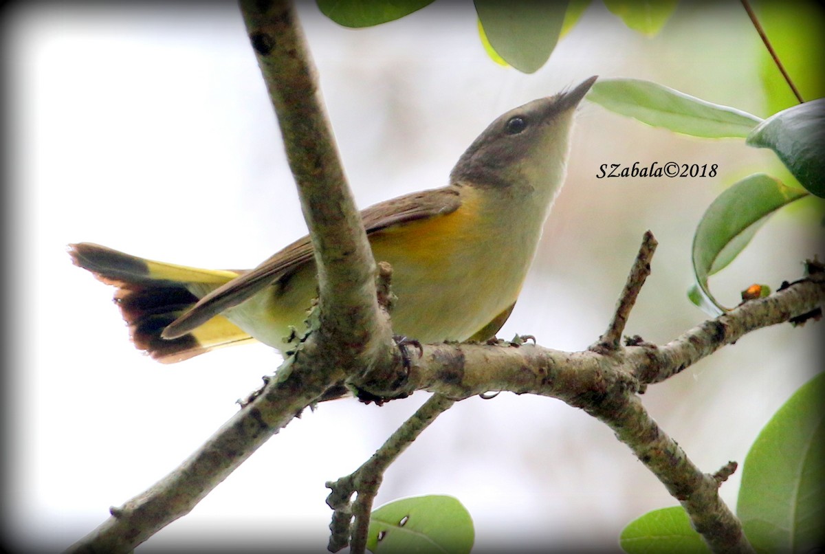 American Redstart - ML98986451