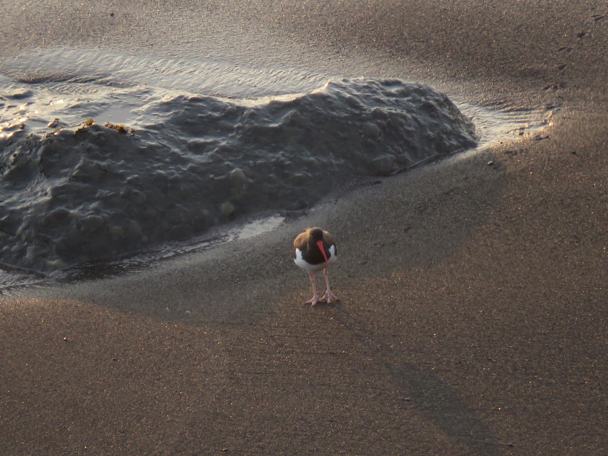 American Oystercatcher - ML98987641