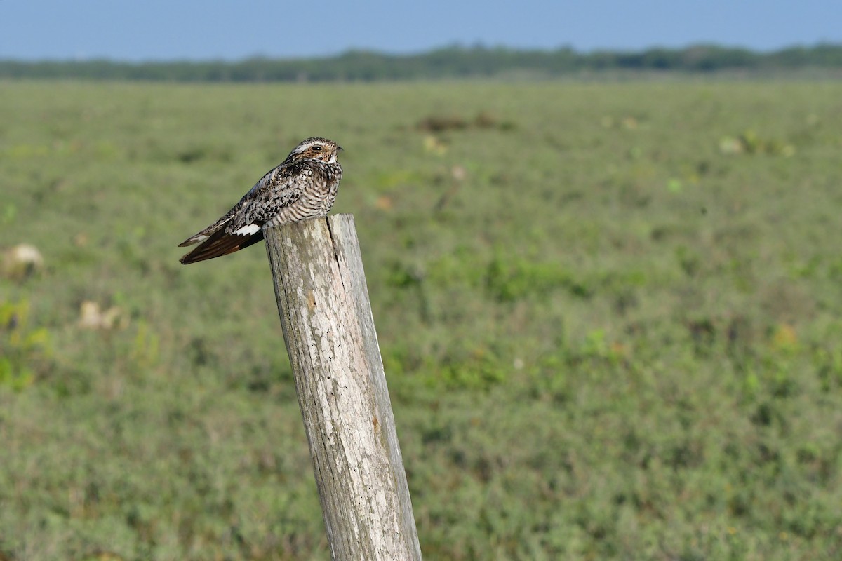 Common Nighthawk - Bryan Calk