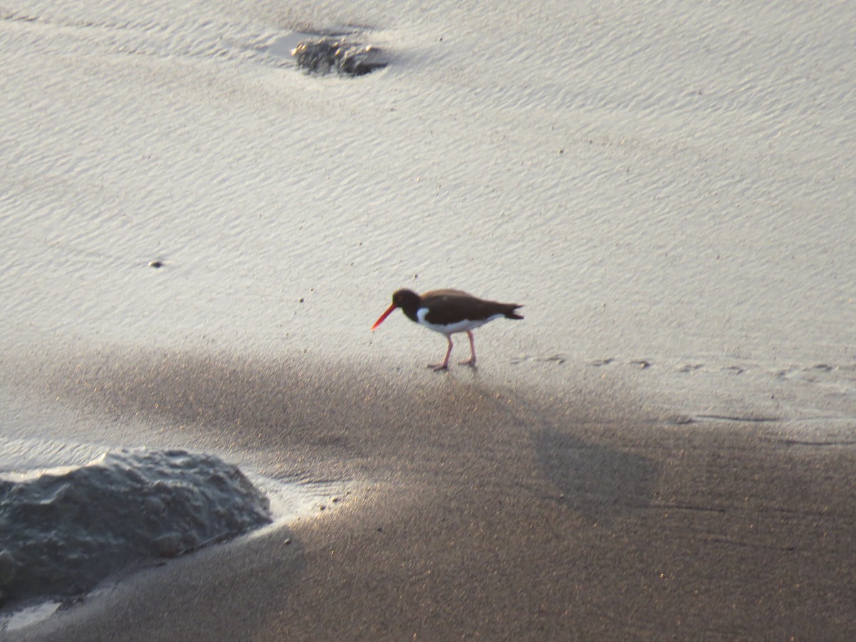 American Oystercatcher - ML98987671