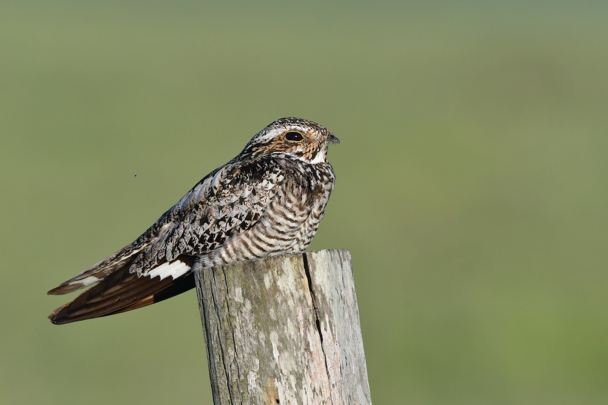 Falkennachtschwalbe - ML98987681