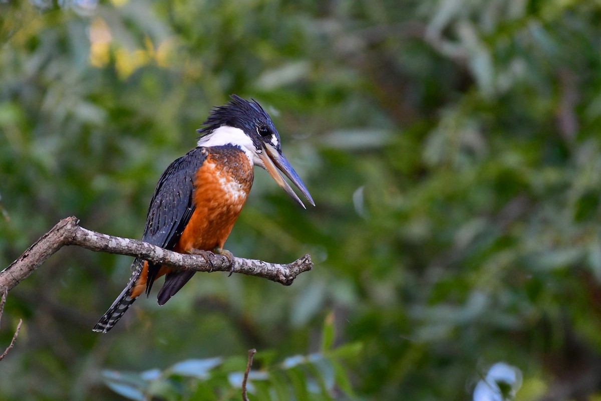 Ringed Kingfisher - ML98987971