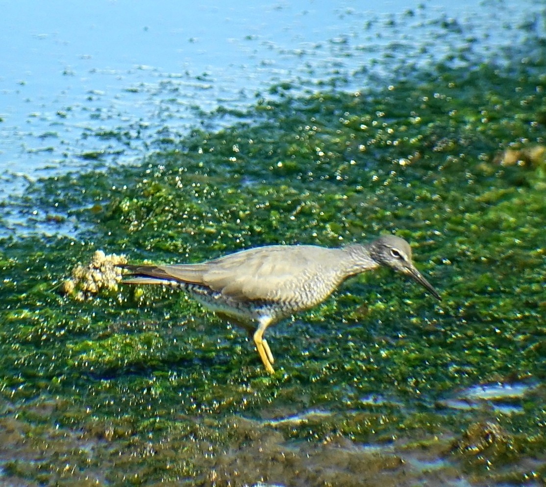 Wandering Tattler - ML98988021