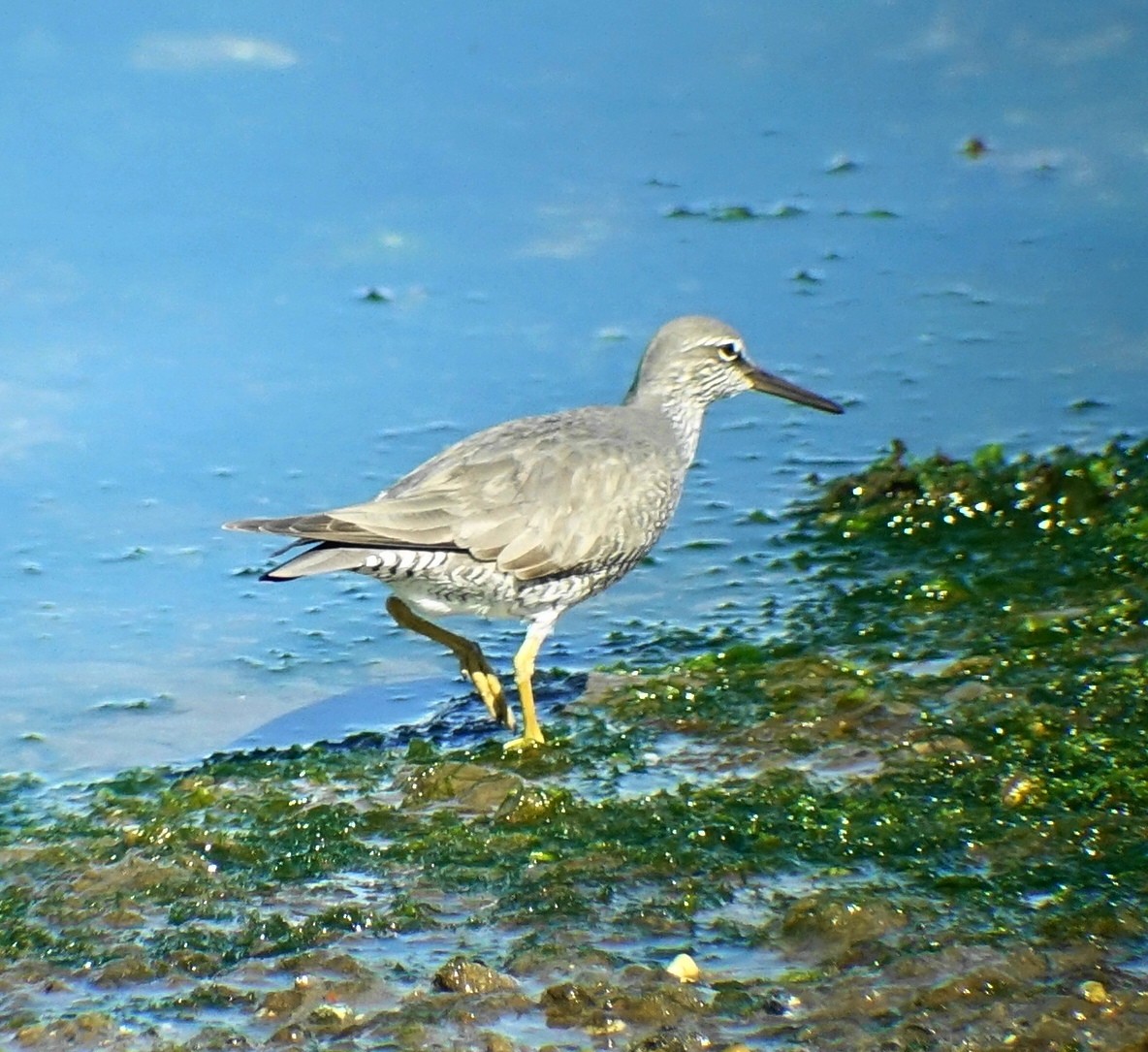 Wandering Tattler - ML98988091