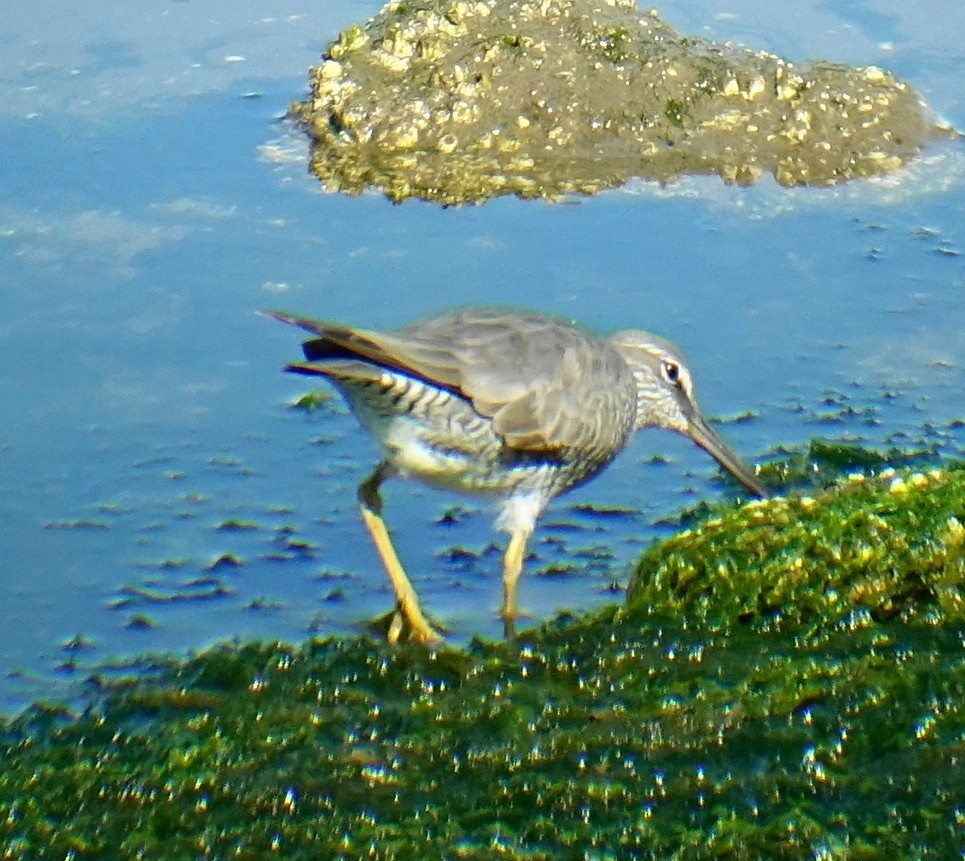 Wandering Tattler - ML98988101