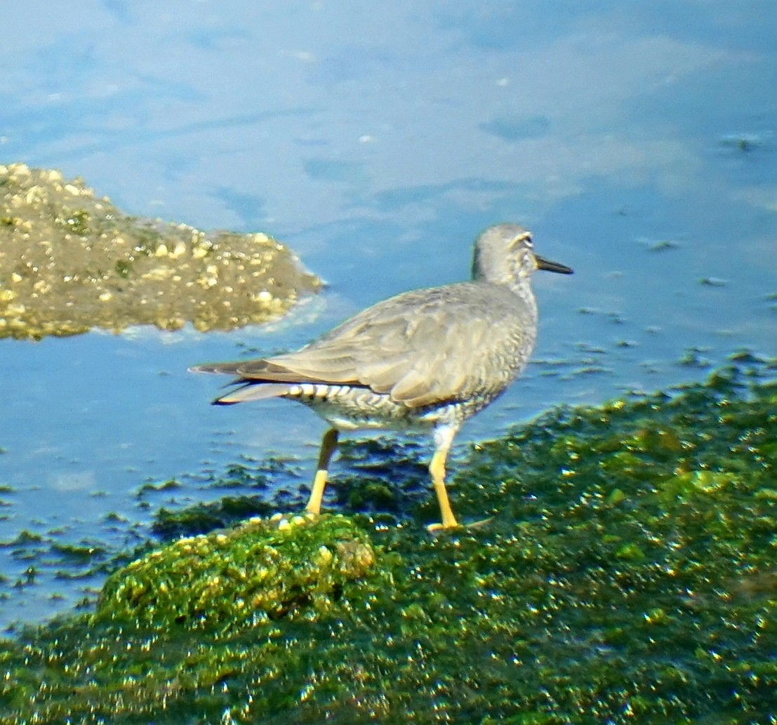 Wandering Tattler - ML98988121