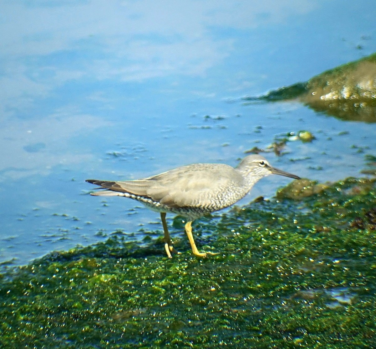 Wandering Tattler - ML98988151