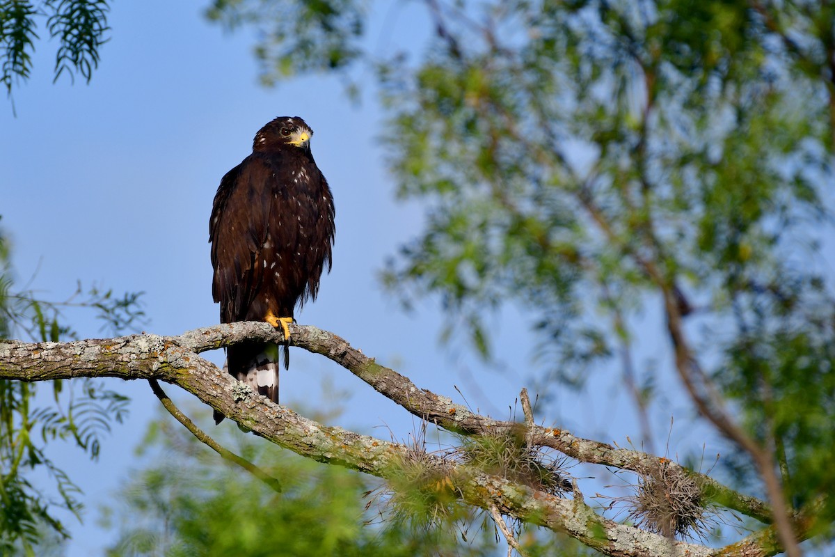 Rußbussard - ML98988171