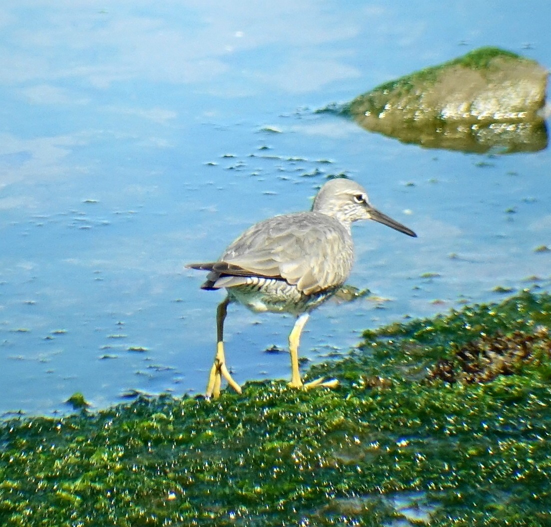 Wanderwasserläufer - ML98988191