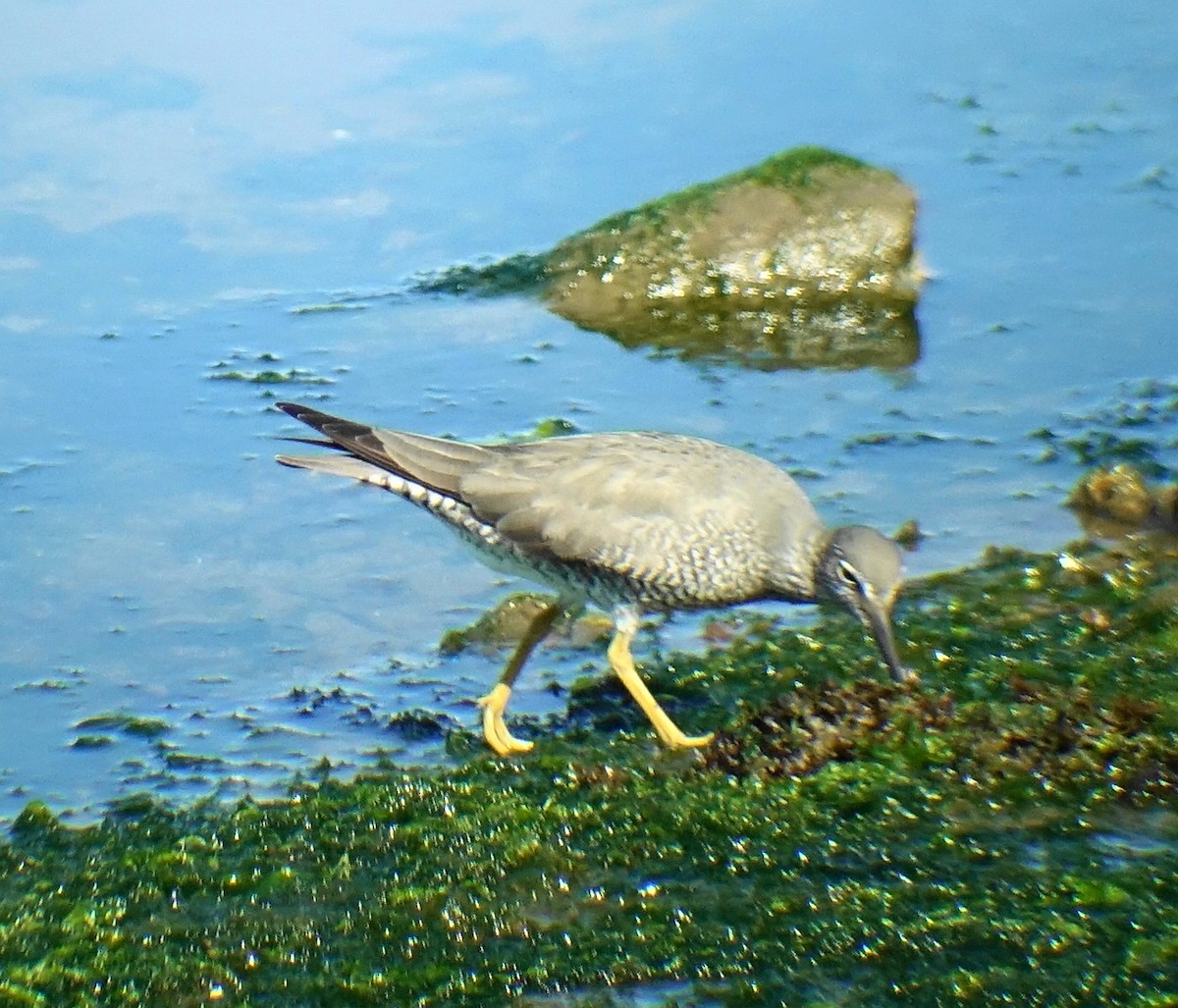 Wandering Tattler - ML98988211