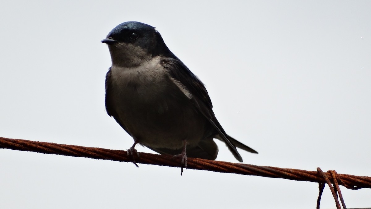 Brown-bellied Swallow - ML98989711