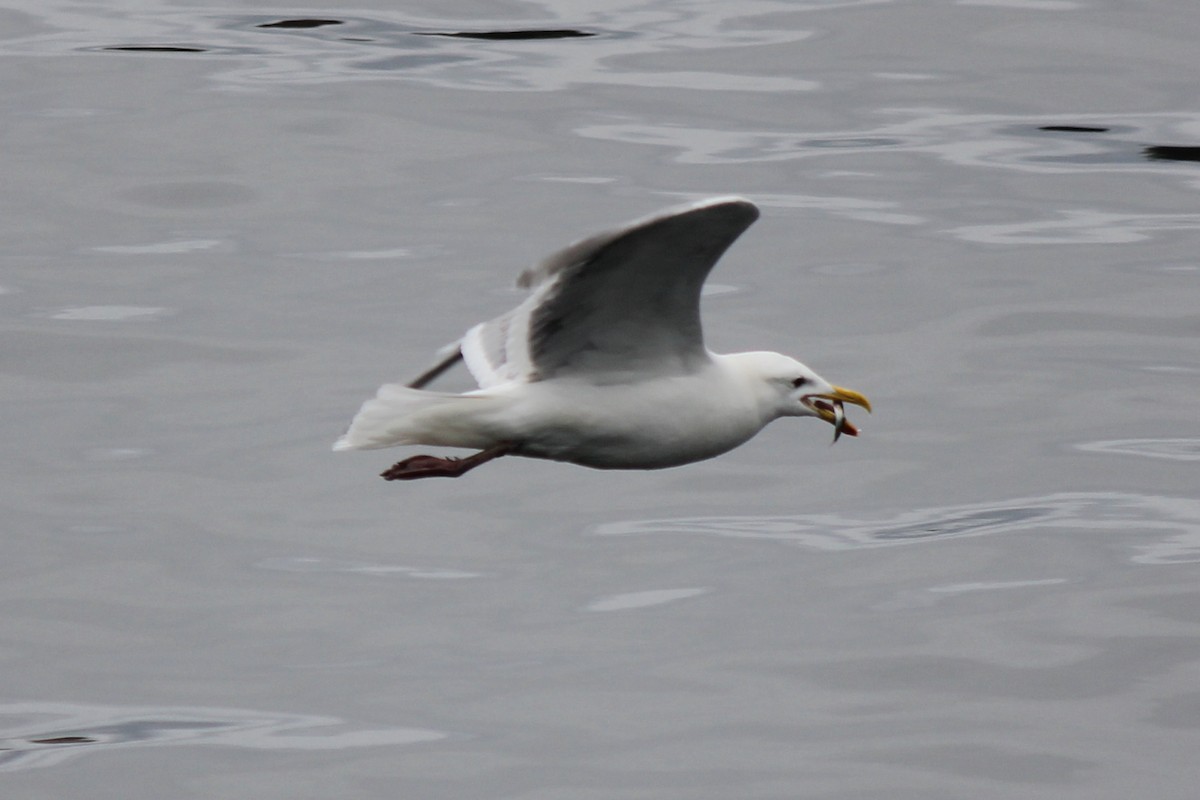 Glaucous-winged Gull - ML98990161