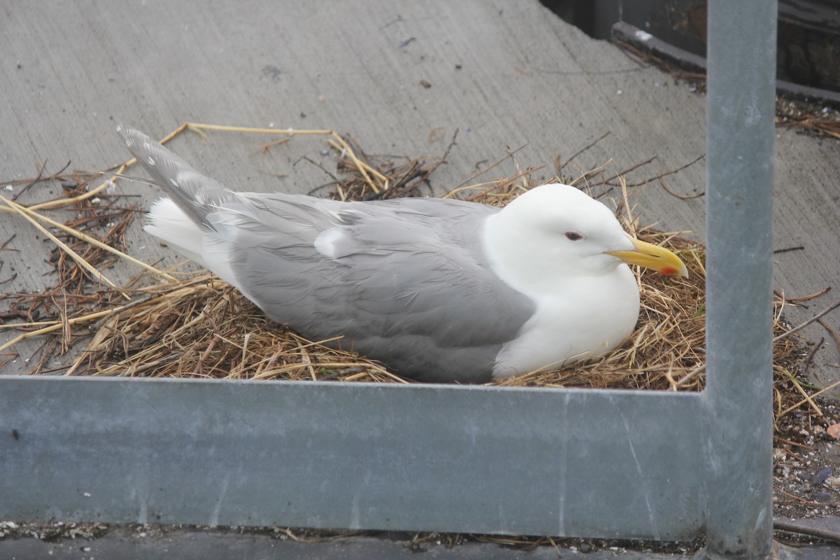 Glaucous-winged Gull - ML98990321