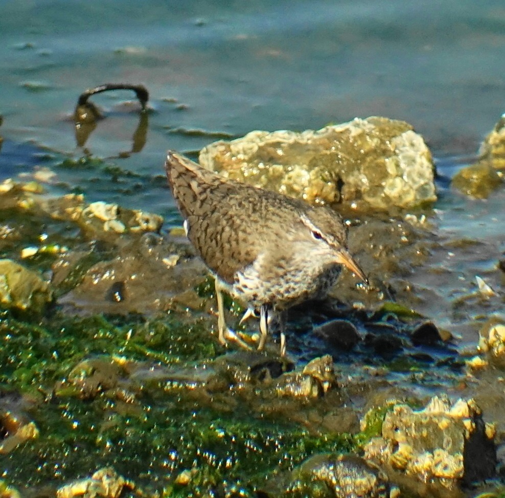 Spotted Sandpiper - Richard Smethurst