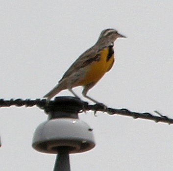 Western Meadowlark - ML98992281