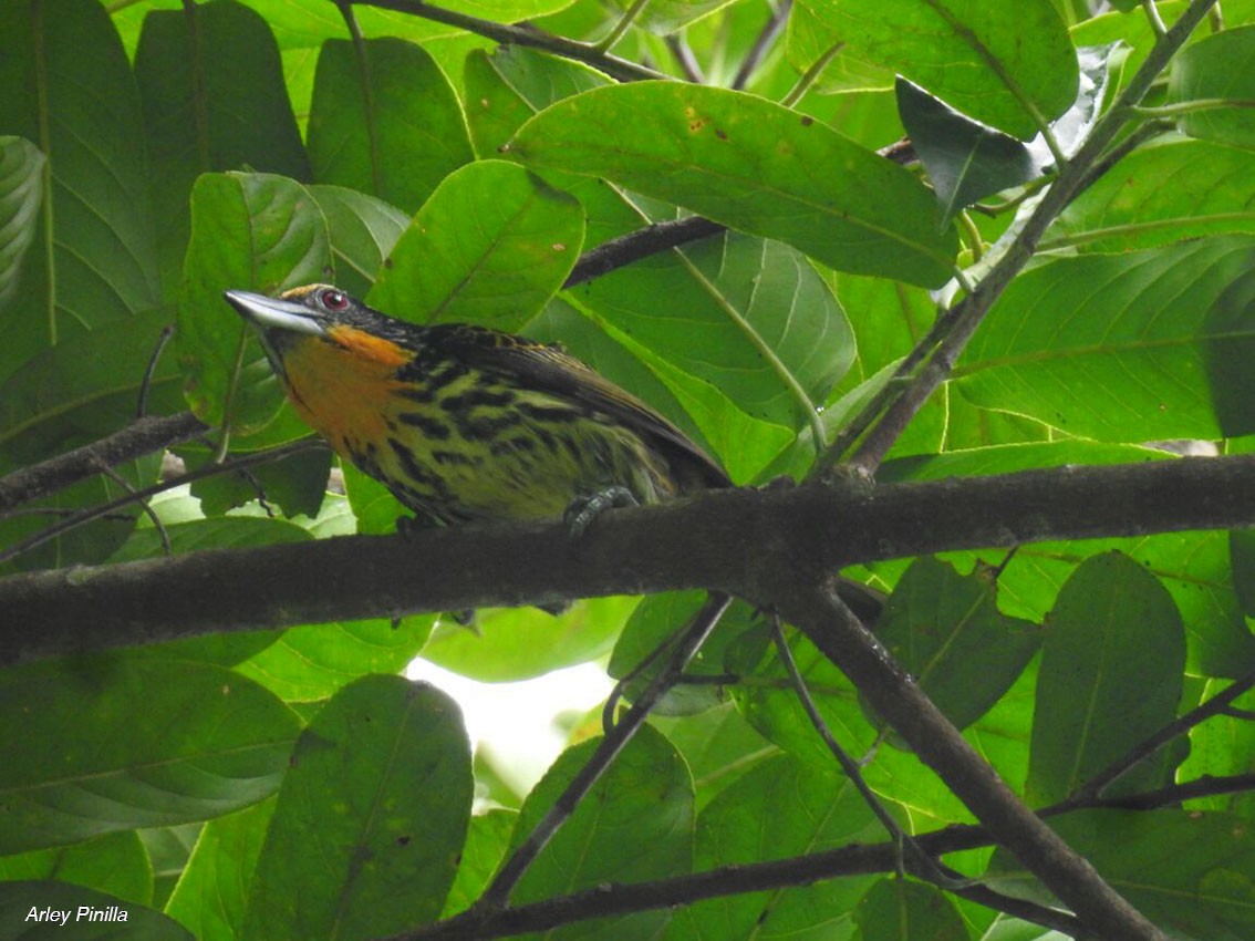 Gilded Barbet - ML98992511