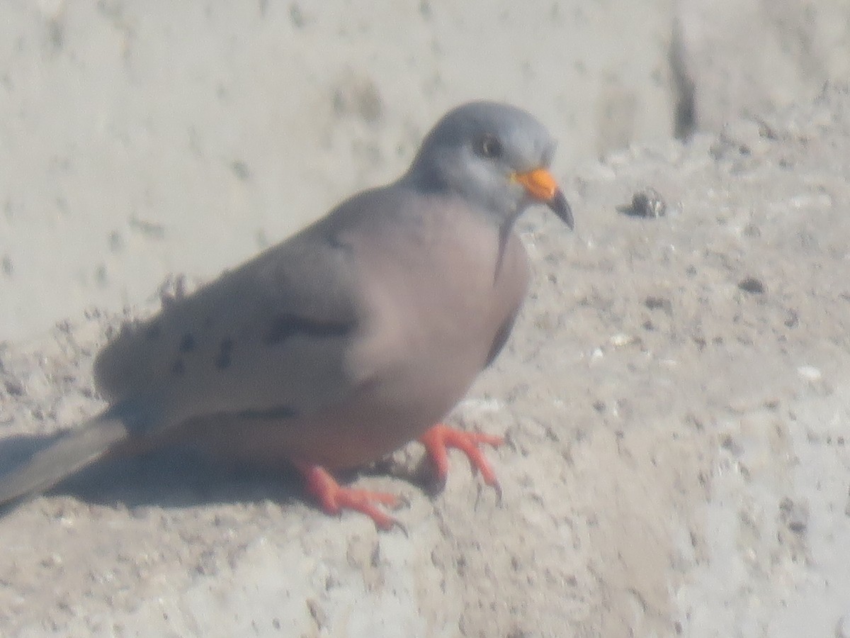 Croaking Ground Dove - ML98994511