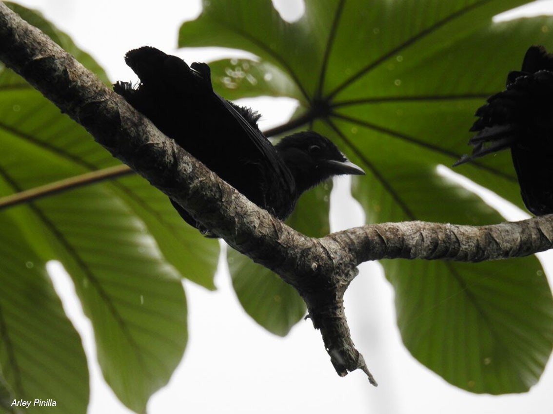 Purple-throated Fruitcrow - ML98994721