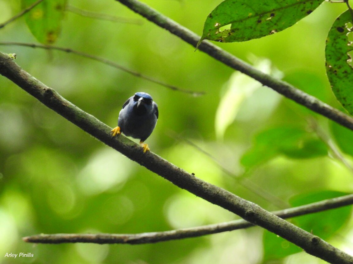 Purple Honeycreeper - ML98995031