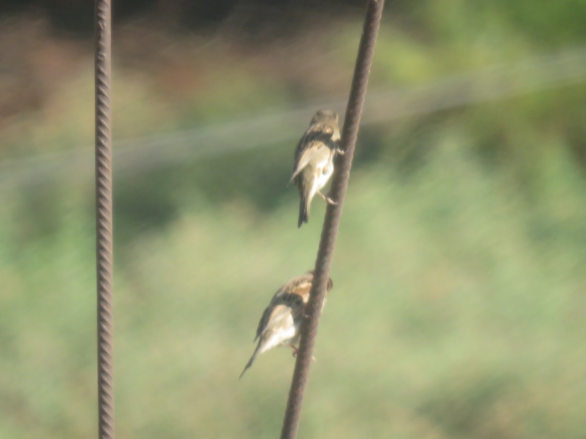 House Sparrow - maria oviedo