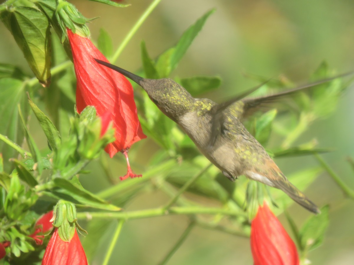 Colibrí de Myrtis - ML98995581