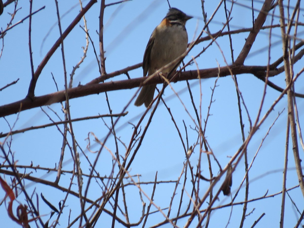 Rufous-collared Sparrow - maria oviedo