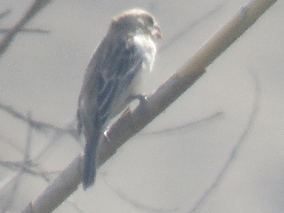 Chestnut-throated Seedeater - ML98997931