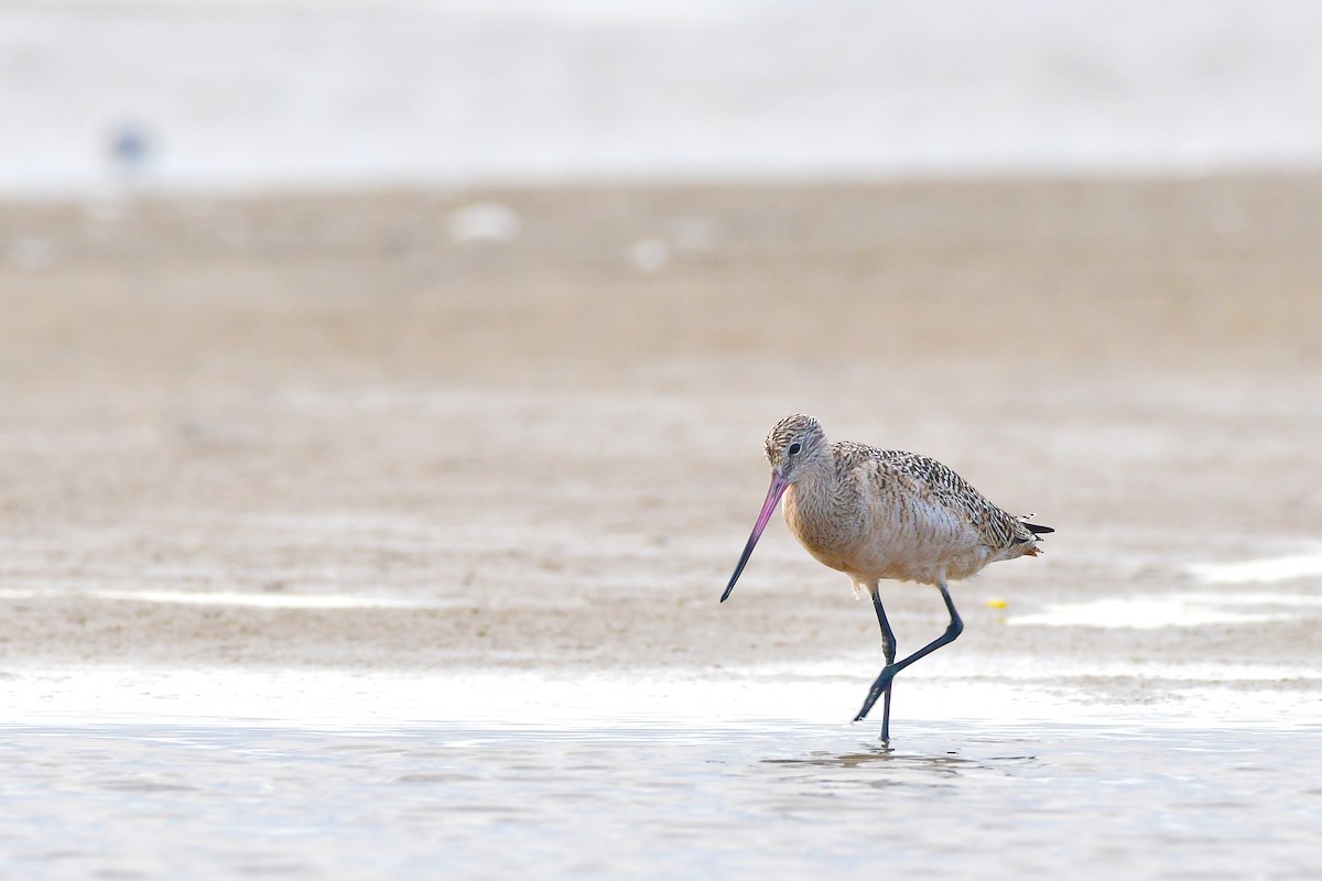 Marbled Godwit - ML98998371