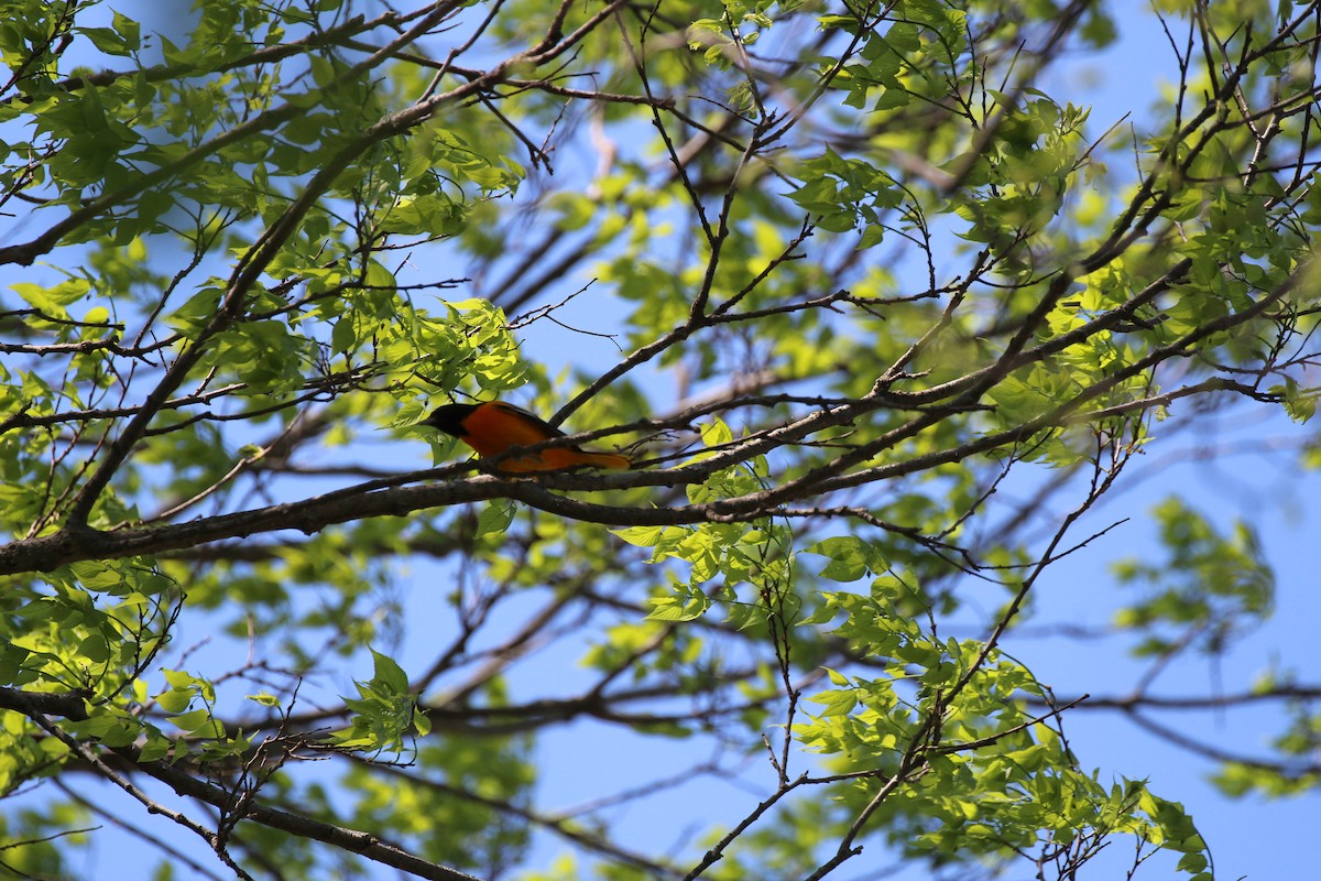 Baltimore Oriole - ML98998611