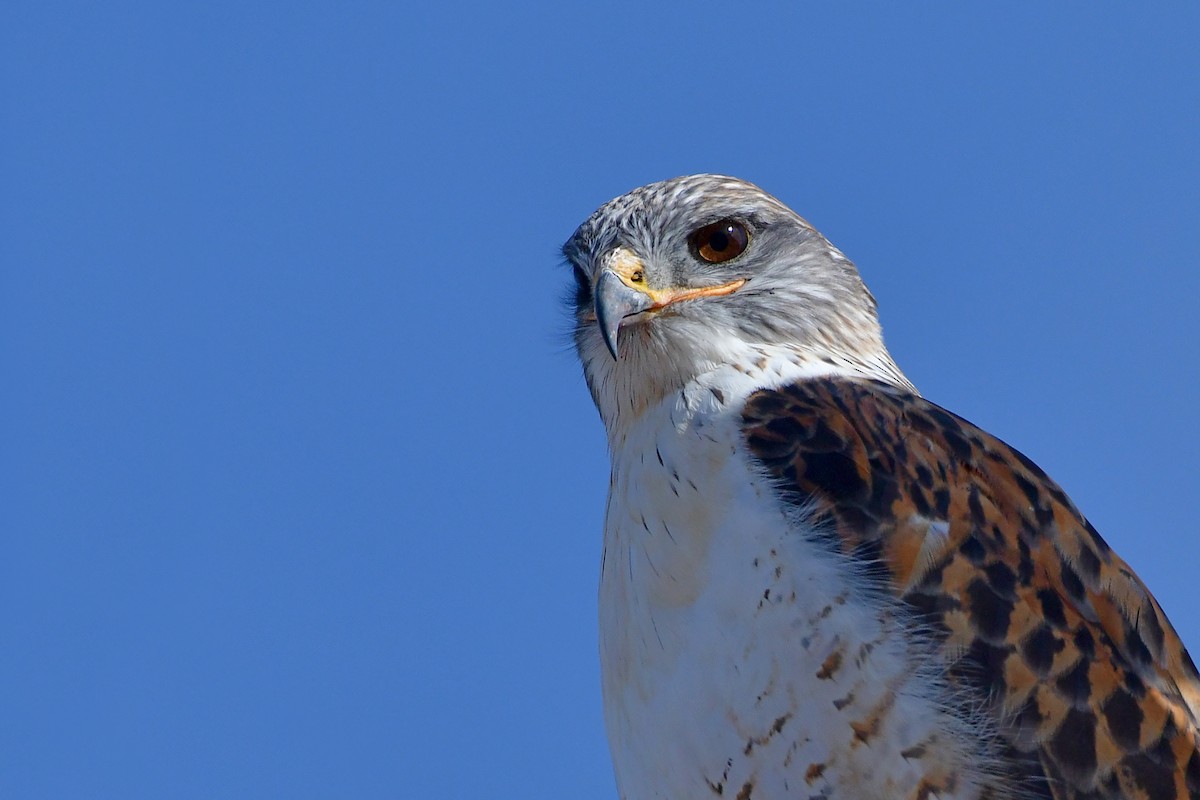 Ferruginous Hawk - ML99002461