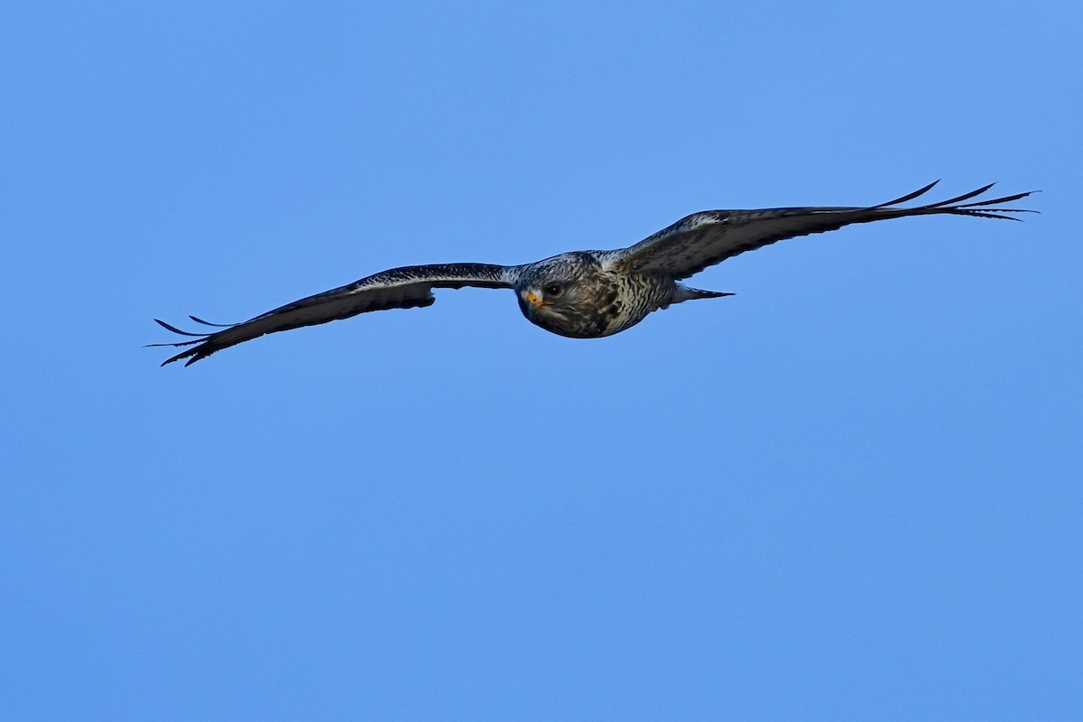 Rough-legged Hawk - ML99002511