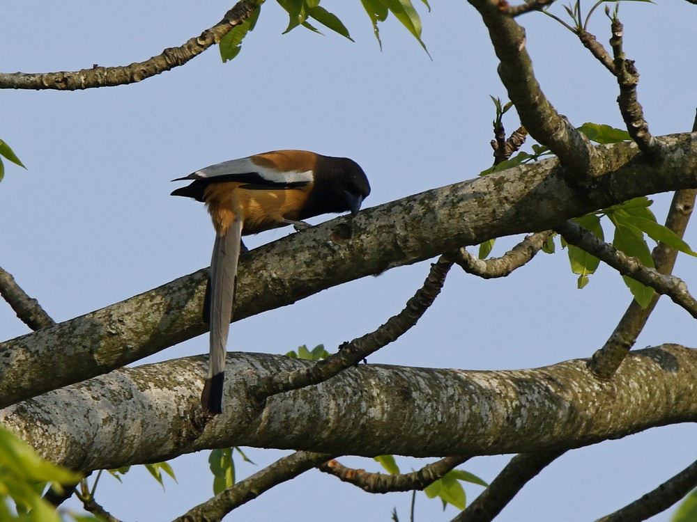 Rufous Treepie - ML99005321