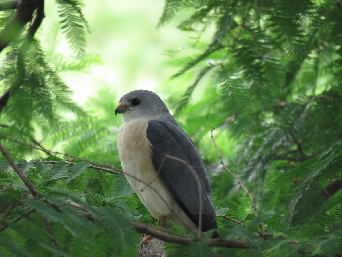 Chinese Sparrowhawk - ML99006061