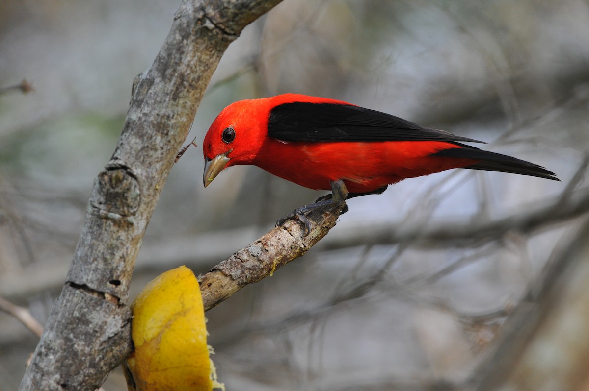Scarlet Tanager - ML99006071