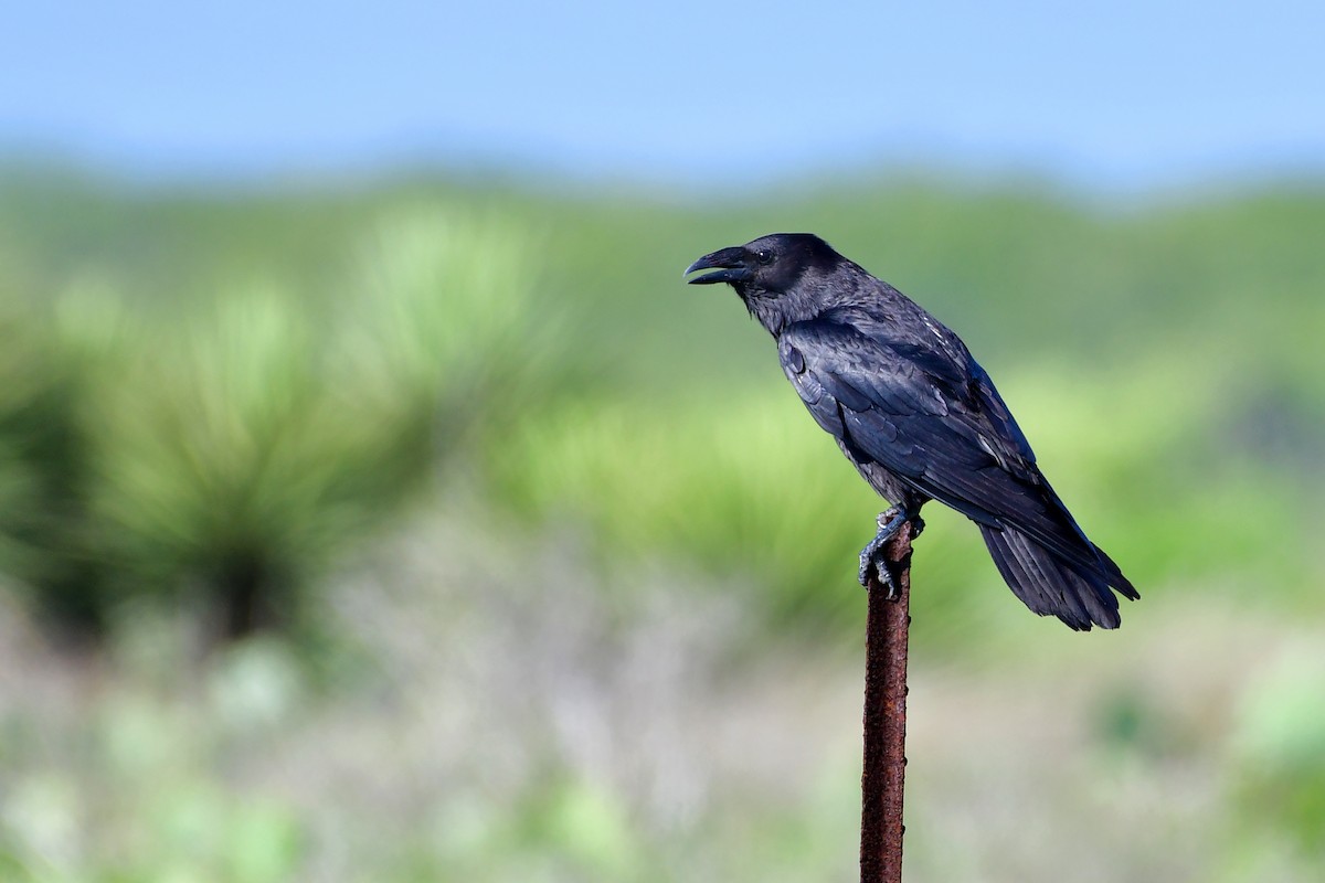 Chihuahuan Raven - Bryan Calk