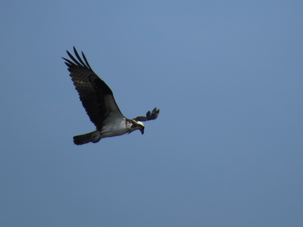 Águila Pescadora - ML99006611