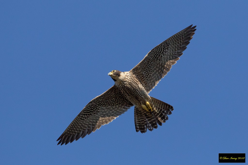 Halcón Peregrino - ML99006701