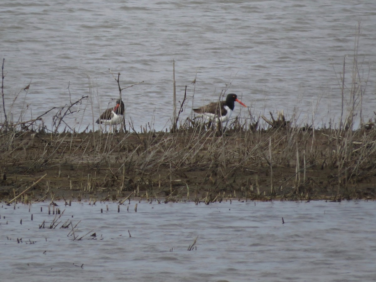 American Oystercatcher - ML99006741