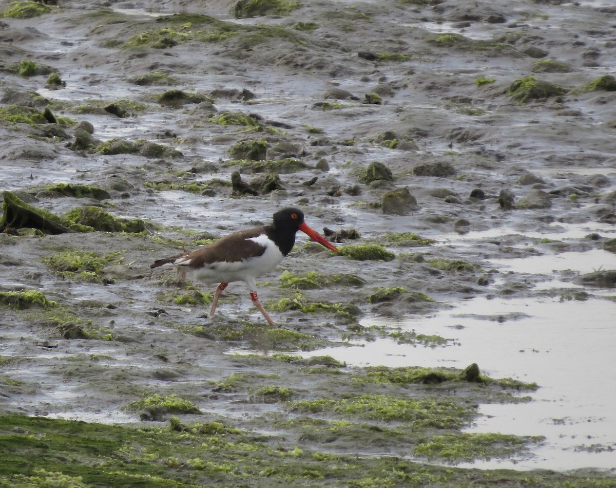 American Oystercatcher - ML99006761