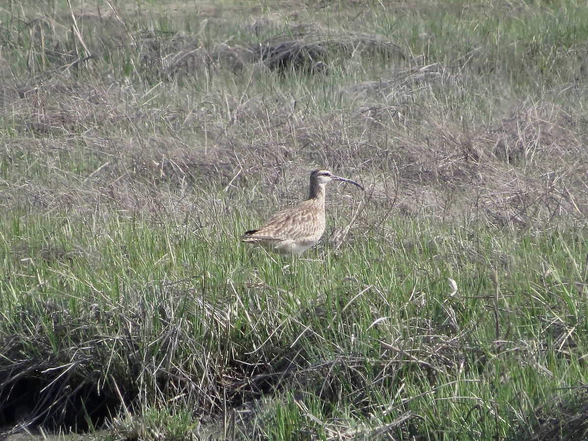 Regenbrachvogel - ML99006831