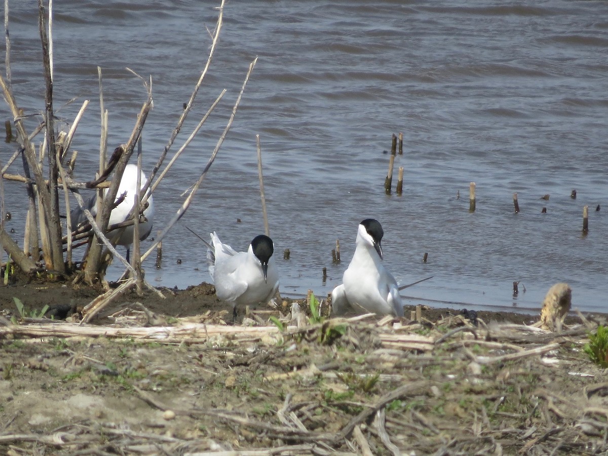 Gull-billed Tern - ML99007041