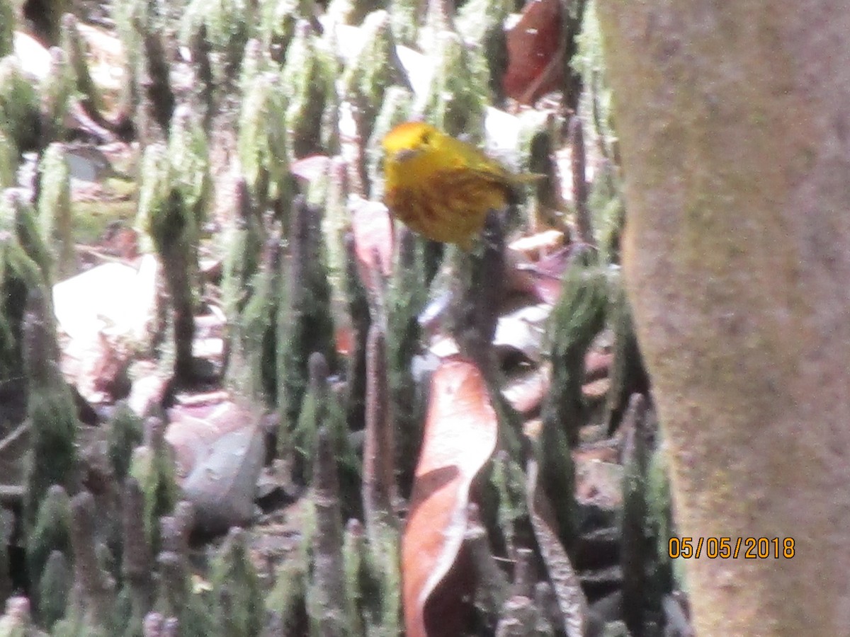 Yellow Warbler - ML99007411