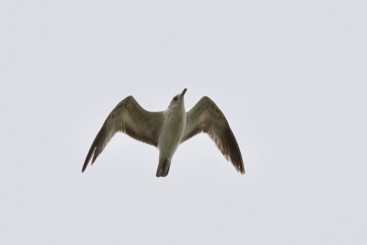 Делавэрская чайка - ML99007441