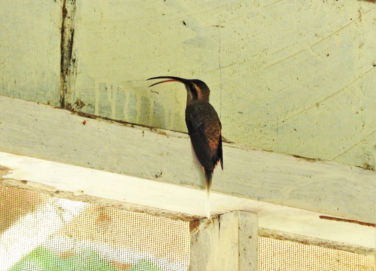 Длинноклювый колибри-отшельник - ML99007731