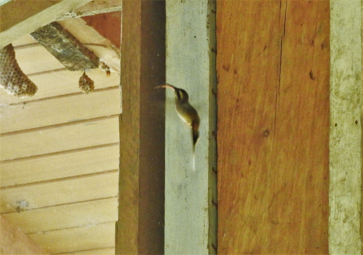 Long-billed Hermit - Gabriel Camilo Jaramillo Giraldo