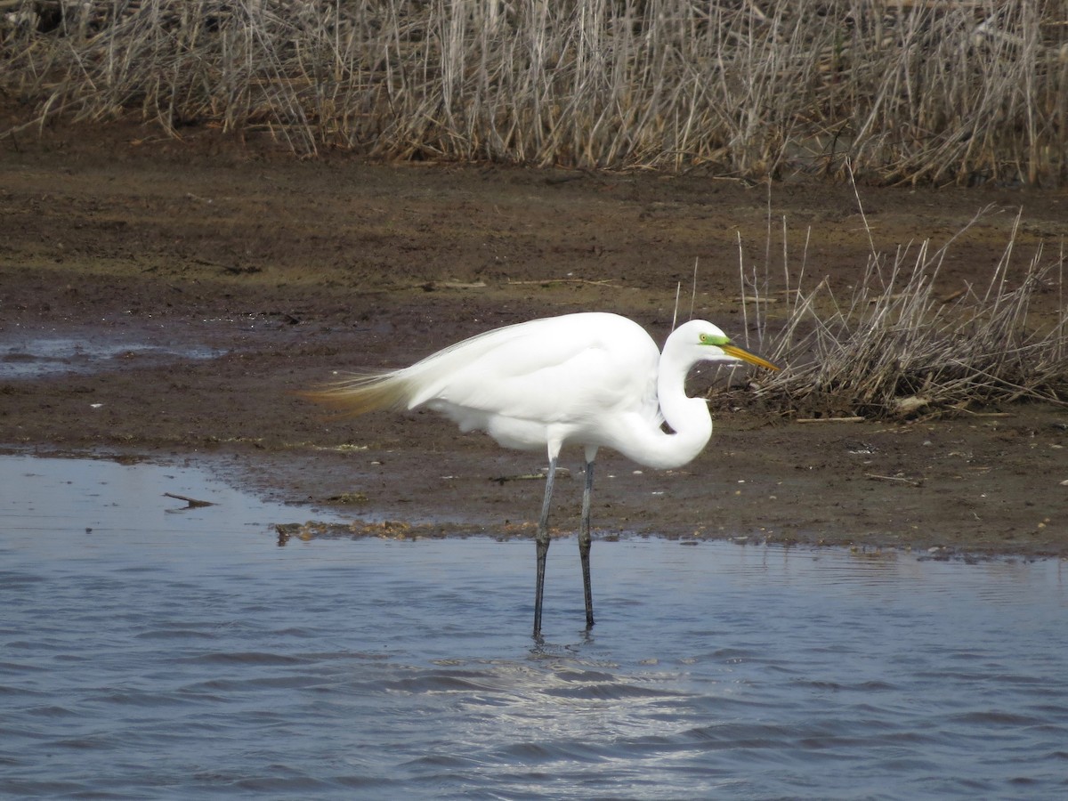 Great Egret - ML99008021