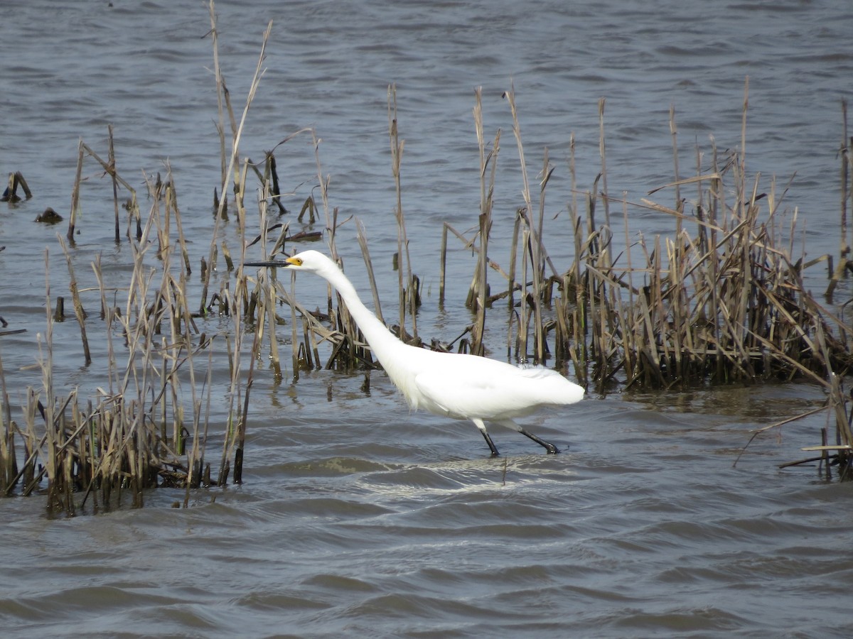 Snowy Egret - ML99008041