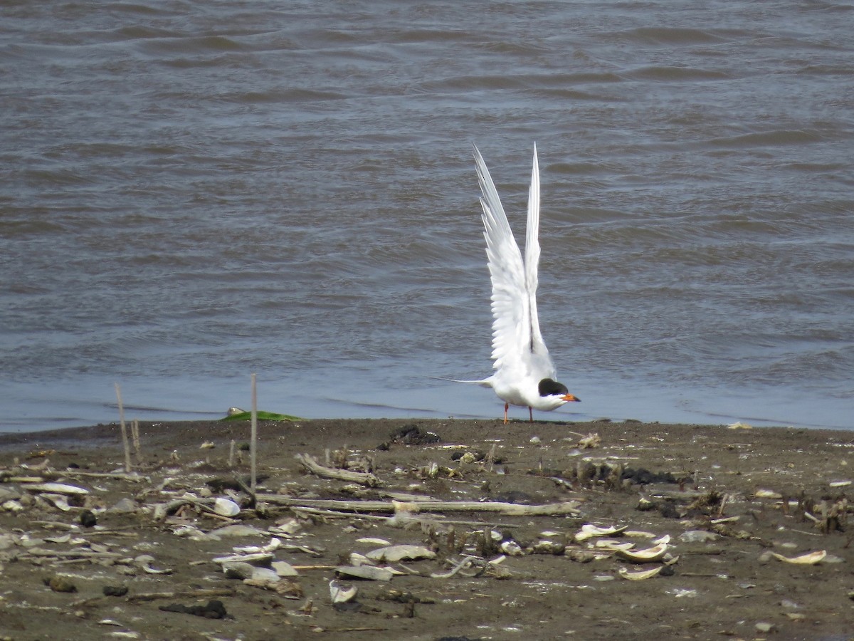 Forster's Tern - ML99008111