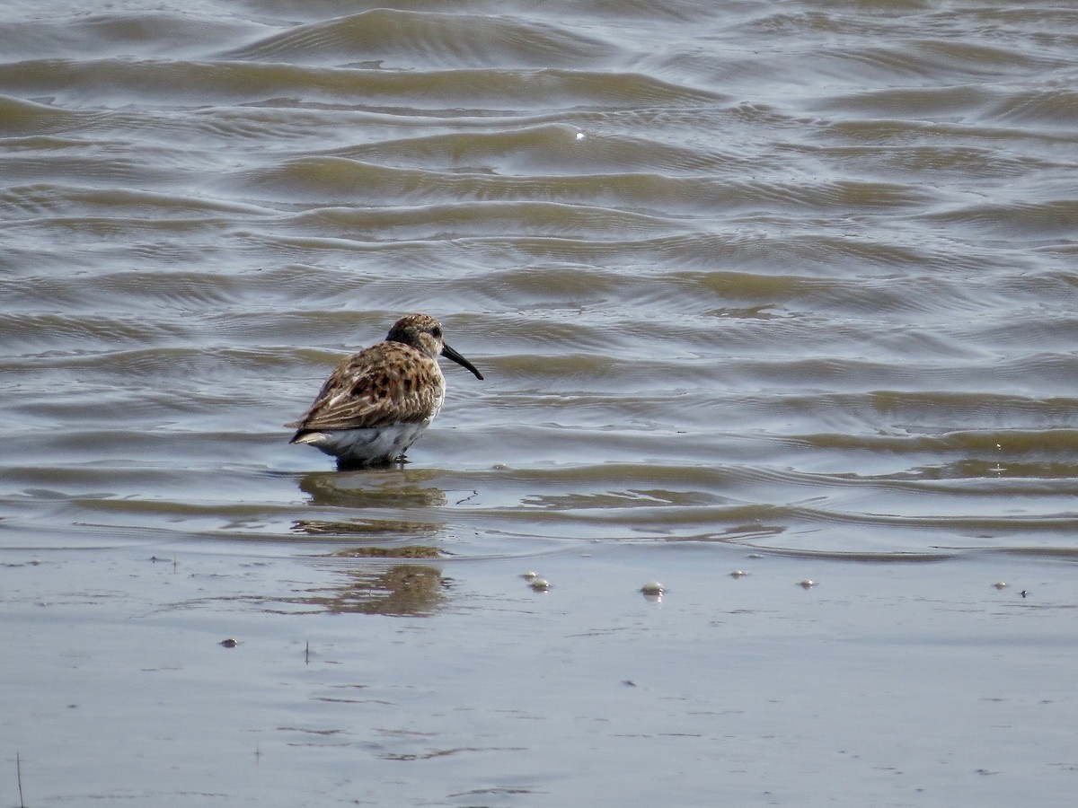 Dunlin - ML99008211