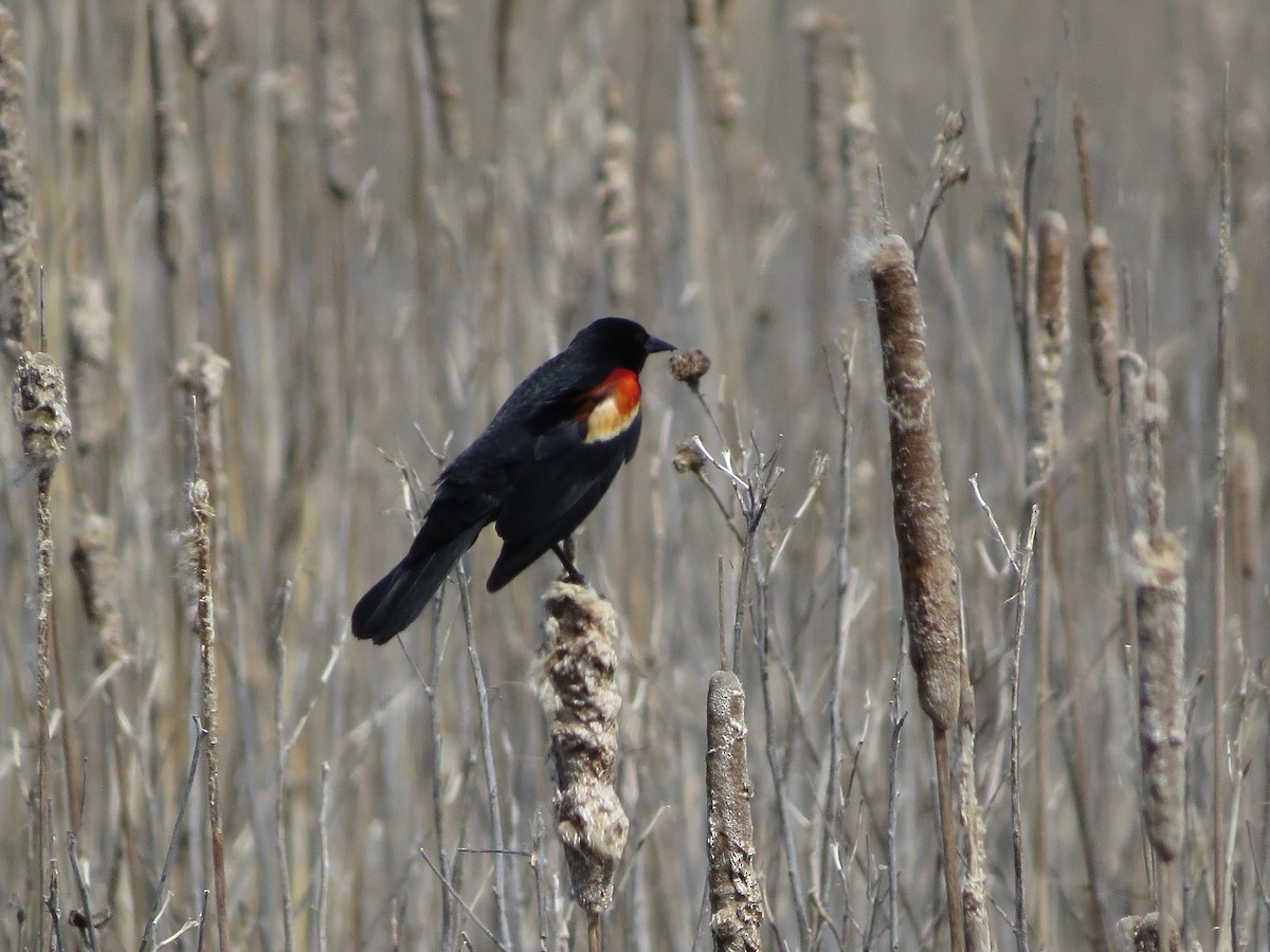 Red-winged Blackbird - ML99008351